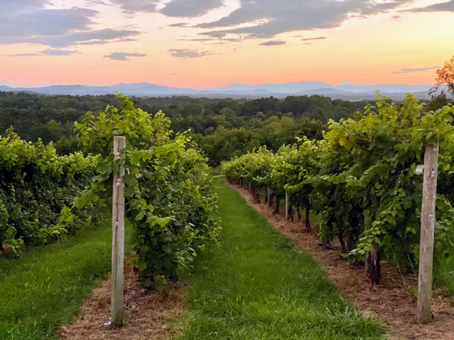 Sisu Space at Chisholm Vineyards